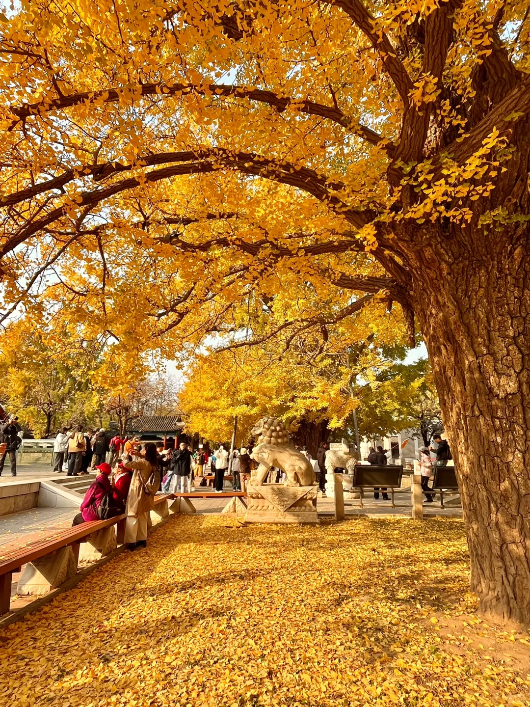 我宣布‼️本周北京这8️⃣个地方银杏已达最佳