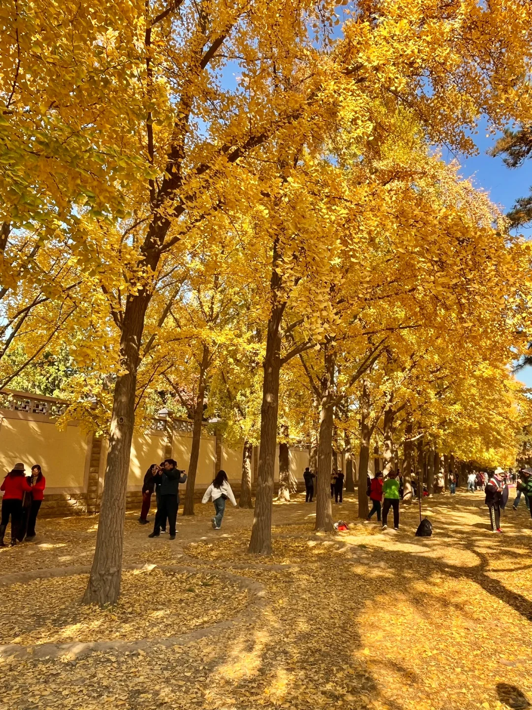 我宣布‼️本周北京这8️⃣个地方银杏已达最佳