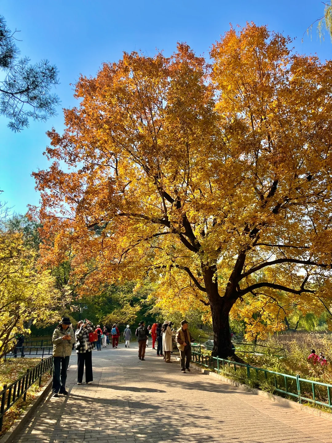 我宣布‼️本周北京这8️⃣个地方银杏已达最佳