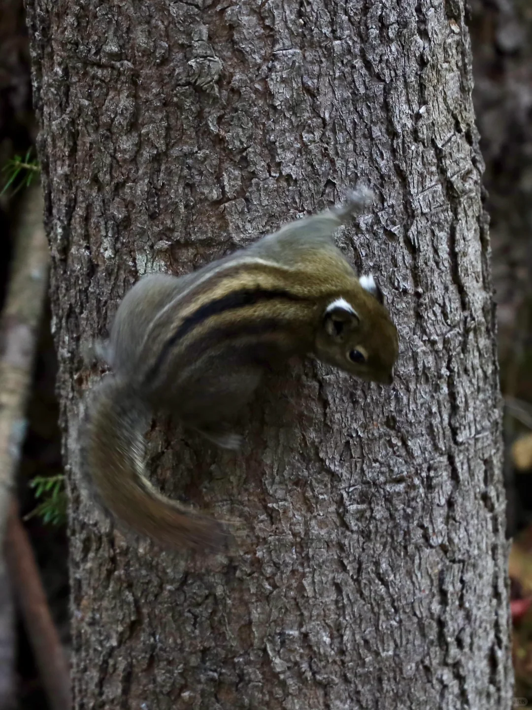 今日九寨沟，彩林最后的盛宴，明年再见👋🏻