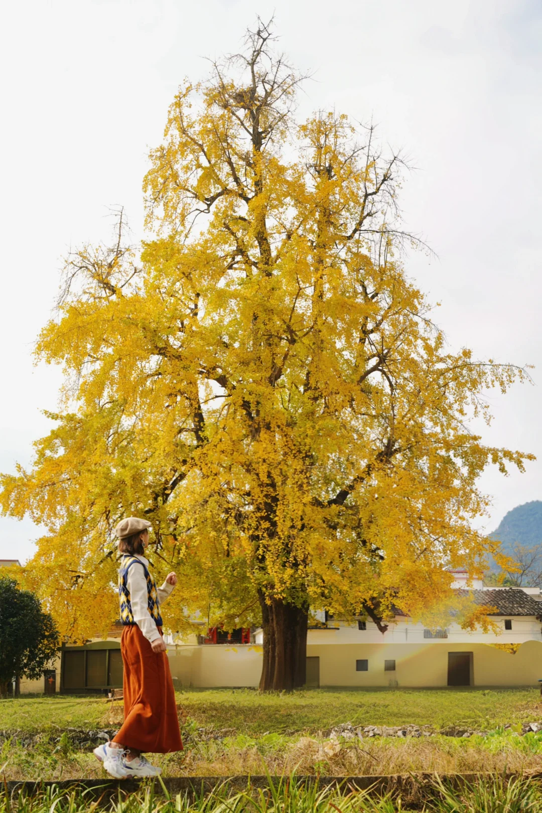 广东银杏天花板，错过了就要等一年的赏秋地