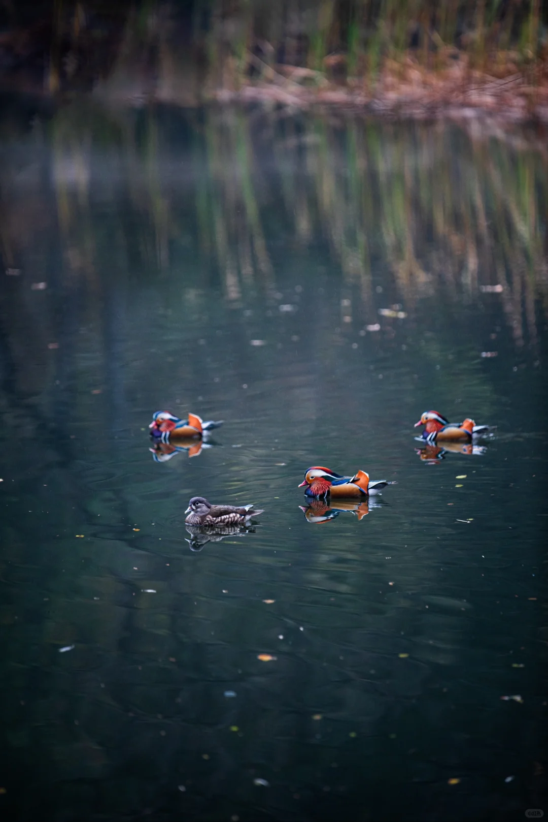 太神奇了  植物园的水杉竟和下雨天是绝配