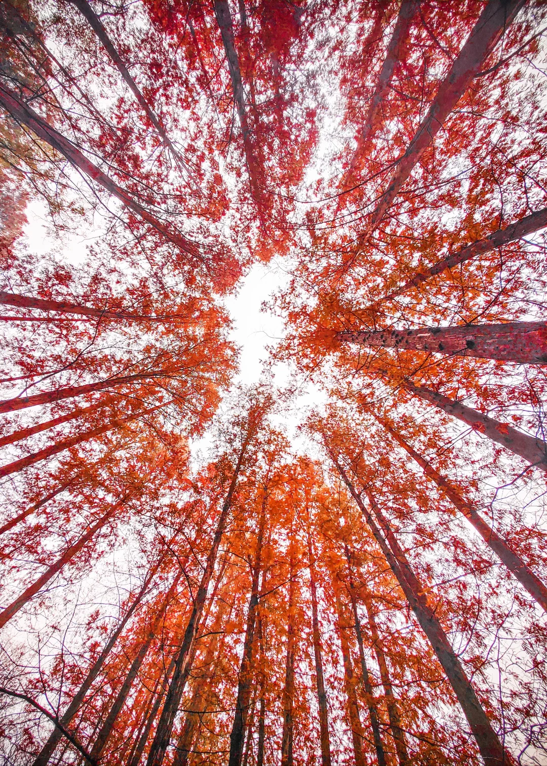 太神奇了  植物园的水杉竟和下雨天是绝配