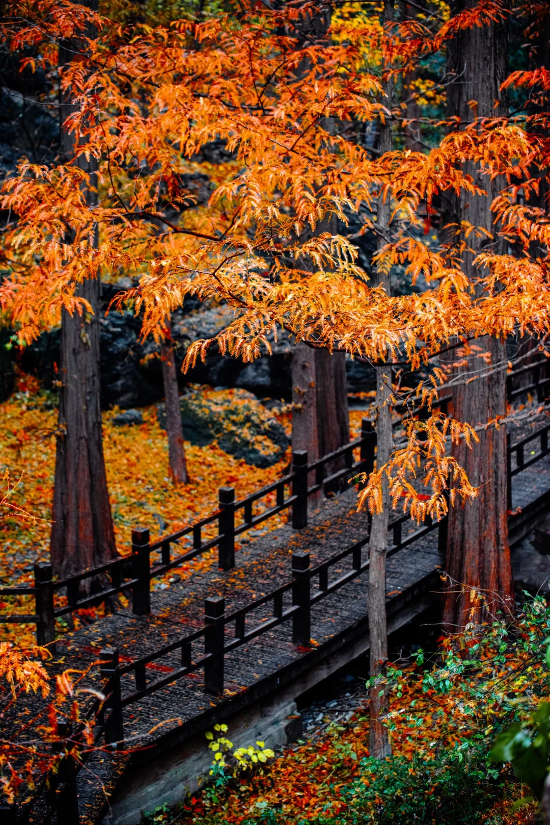 太神奇了  植物园的水杉竟和下雨天是绝配