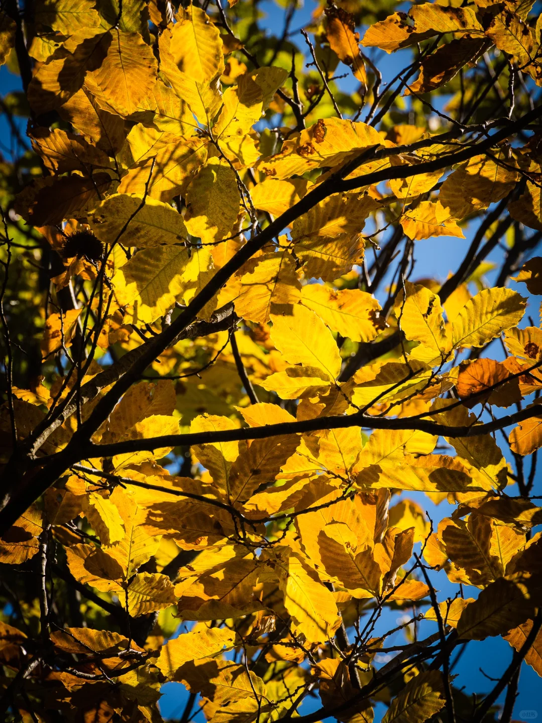 昆明周边踏秋约搭子!去大自然感知幸福吧