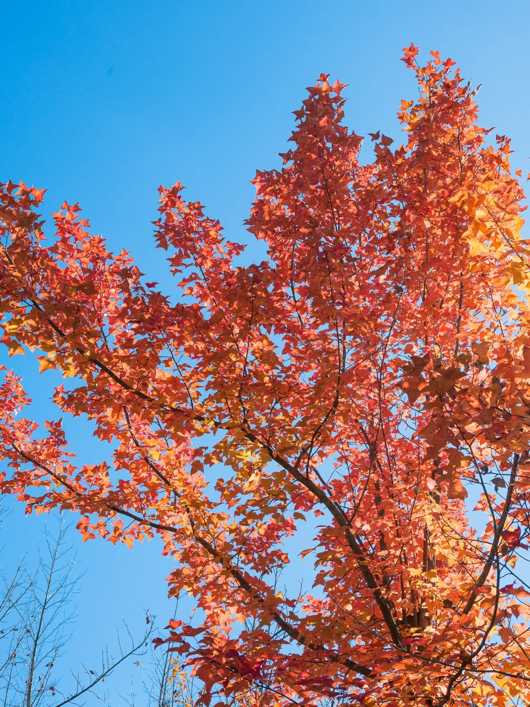 昆明周边踏秋约搭子!去大自然感知幸福吧