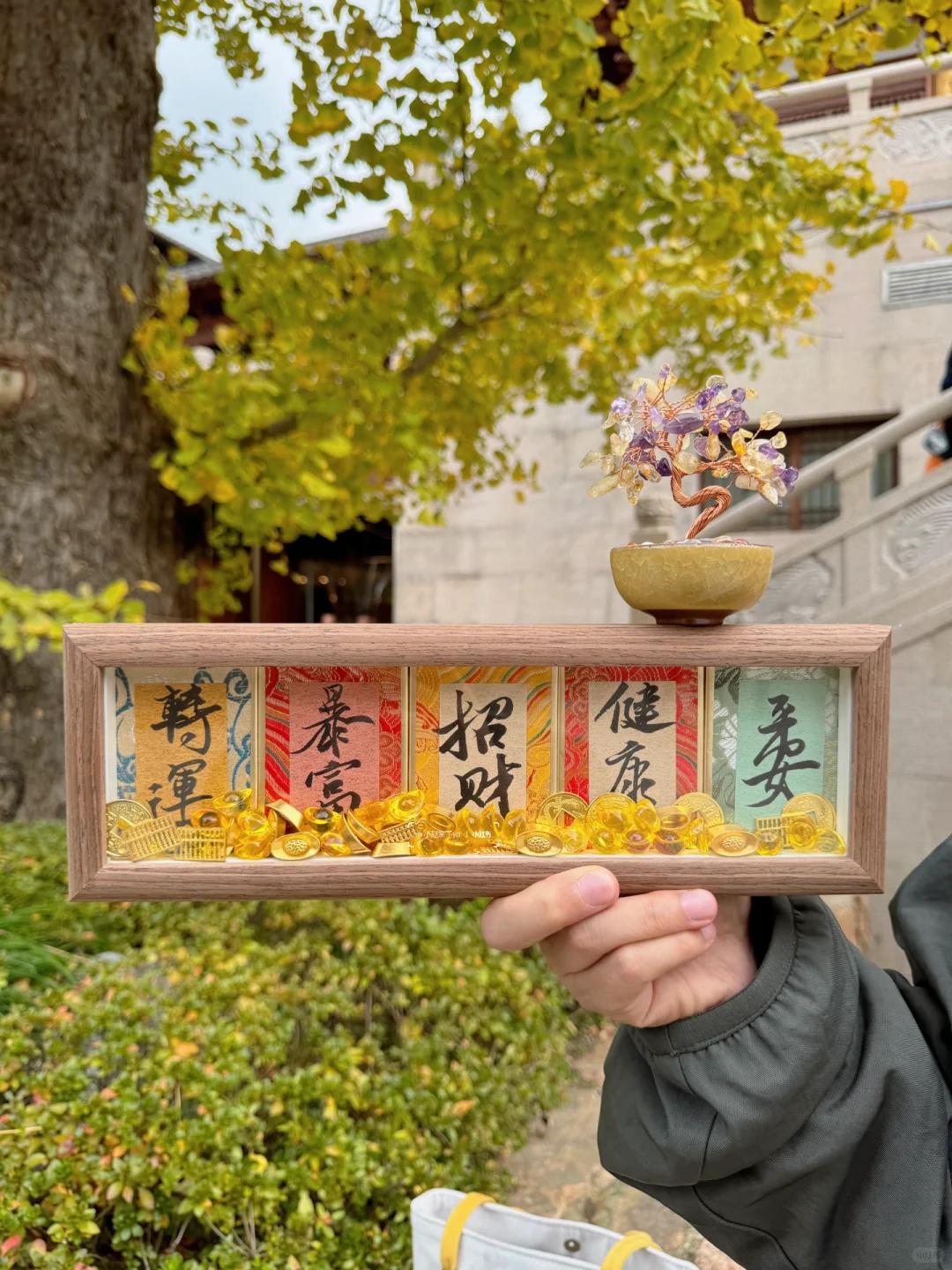 灵隐11月才有！五福摇钱树树！