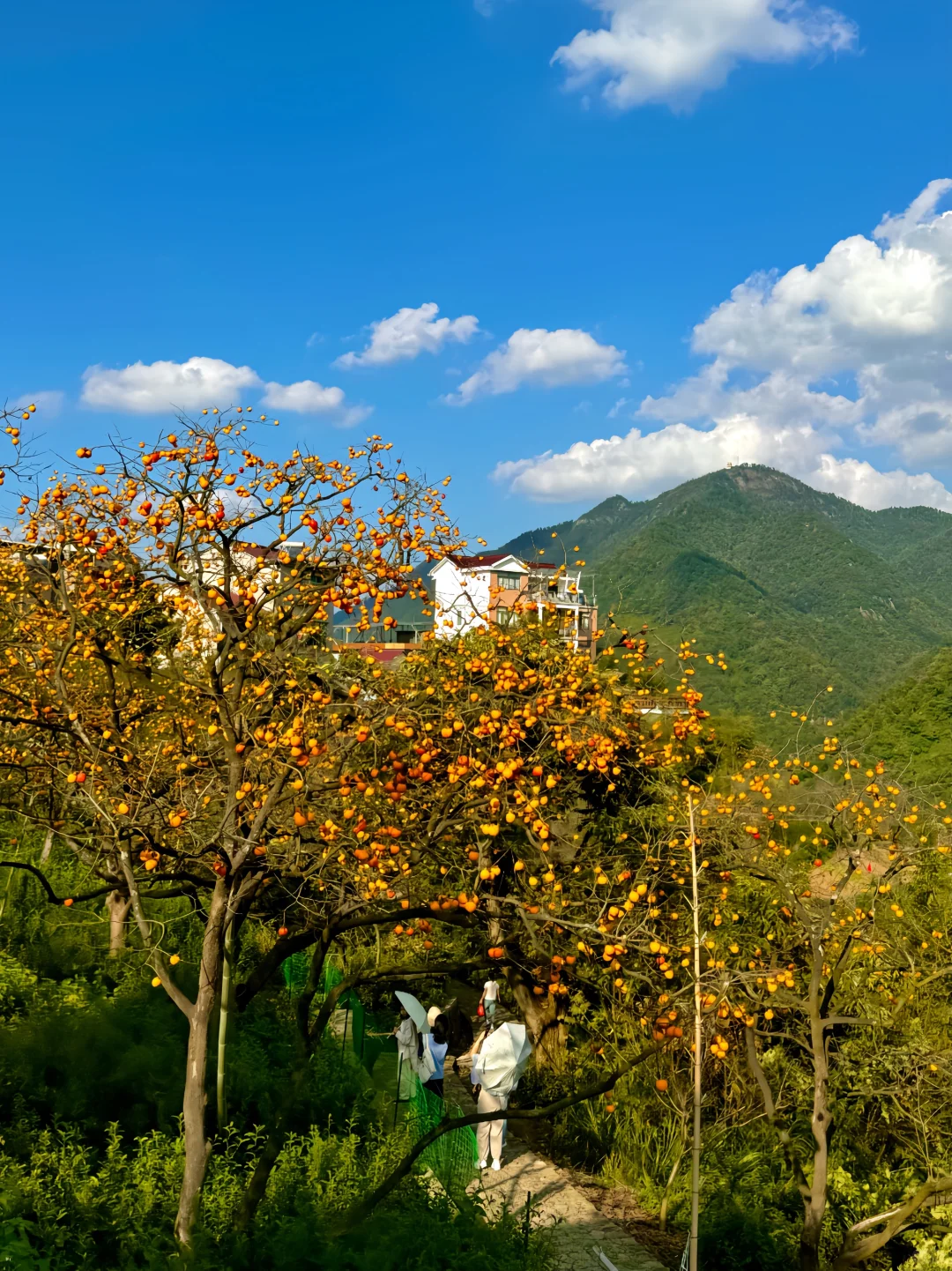 朋友圈被问爆的柿子林🏮不花钱呆一天live