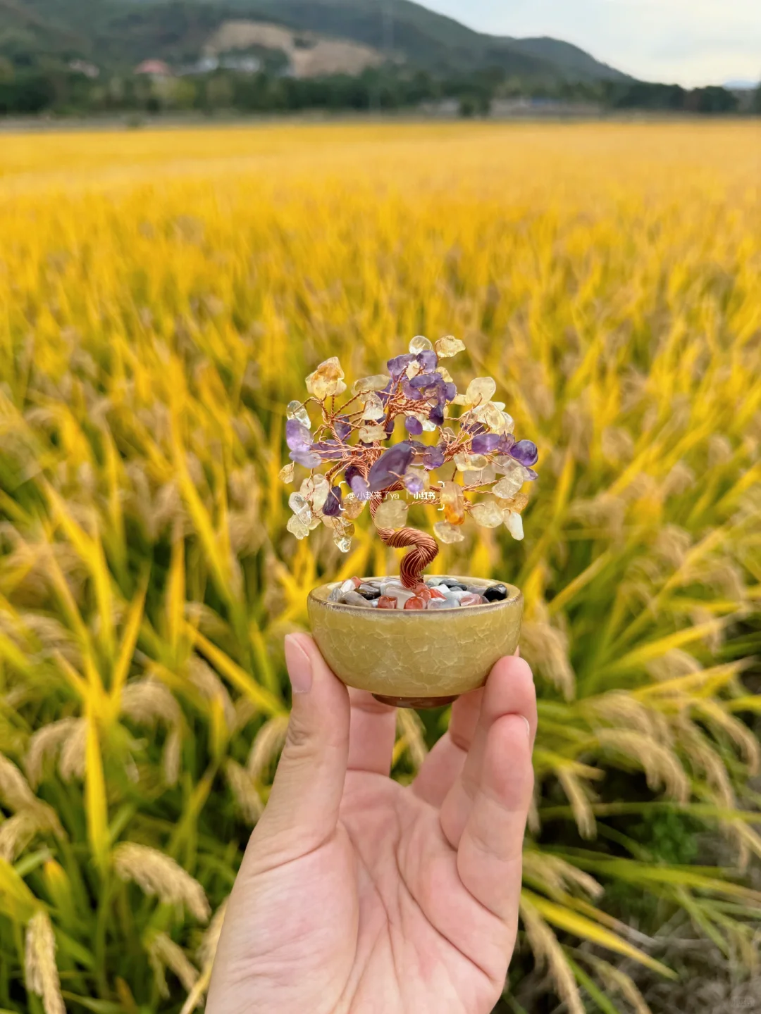 灵隐11月才有！五福摇钱树树！