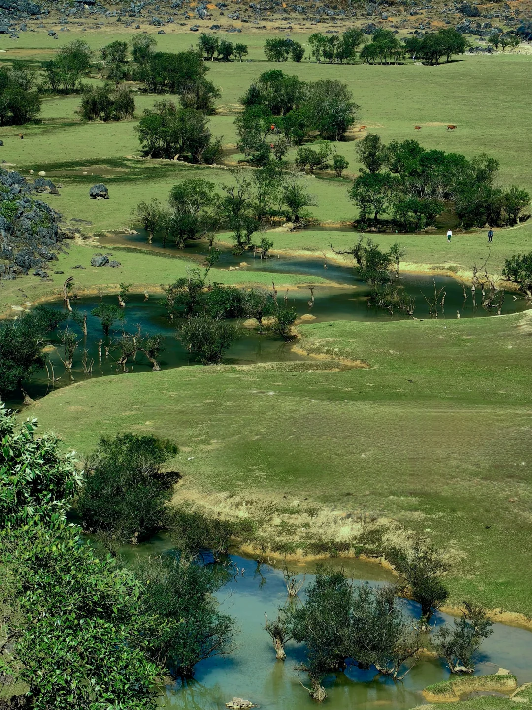 我宣布‼️广西可以封神了‼️