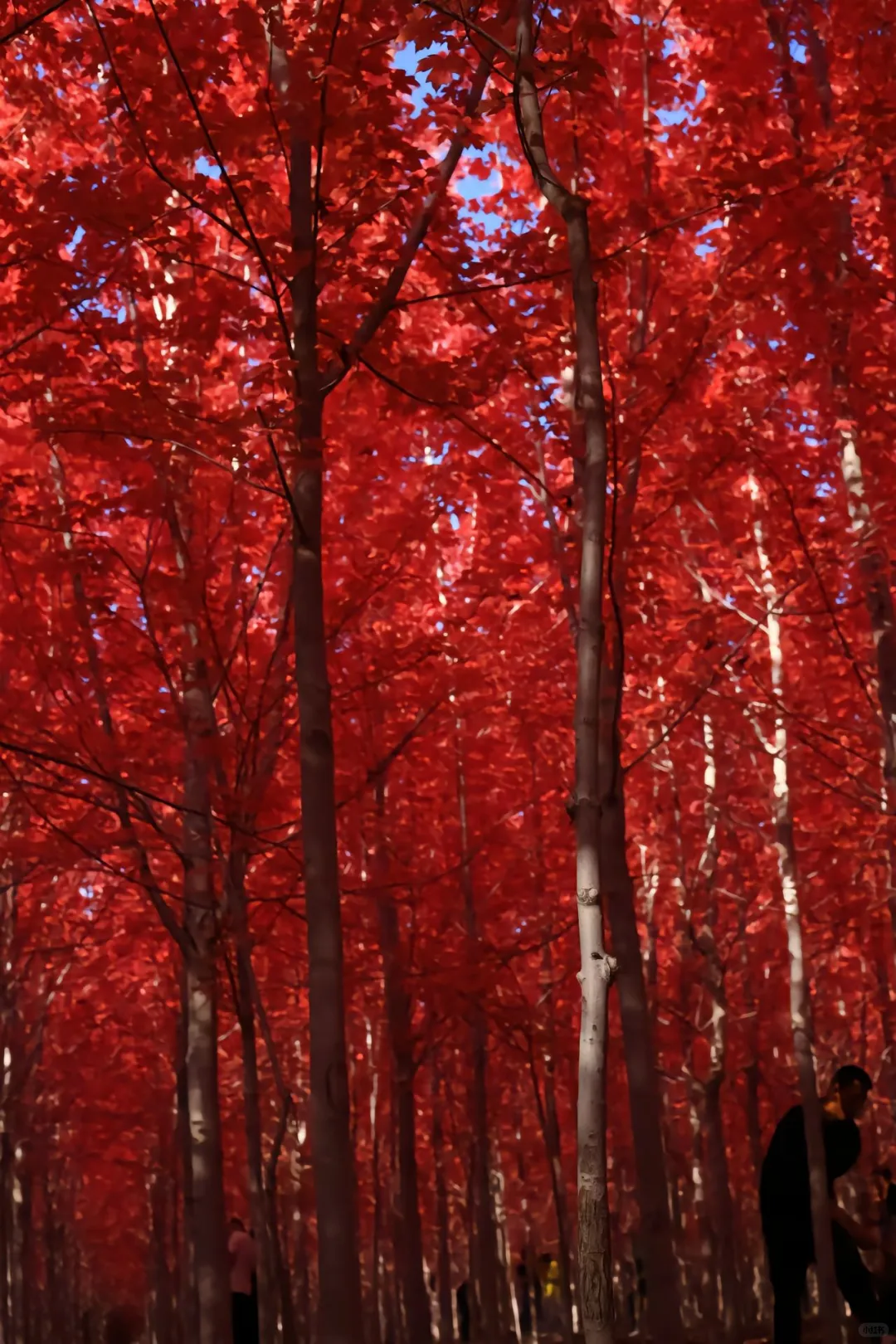 成都周边一日游