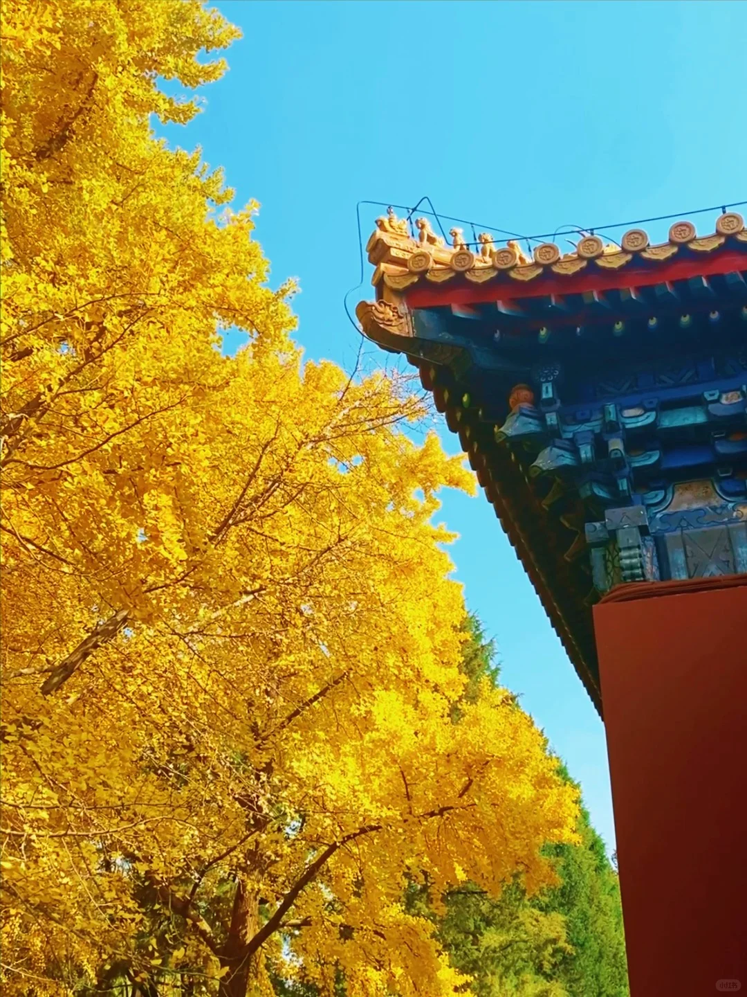 11.14实况🍂中山公园银杏红杉美疯了！附路线