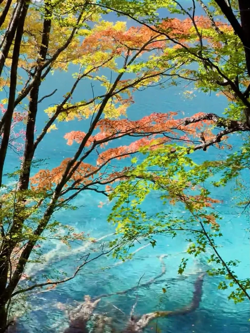 11.13📍九寨沟现状,拜托要去的姐妹听劝!