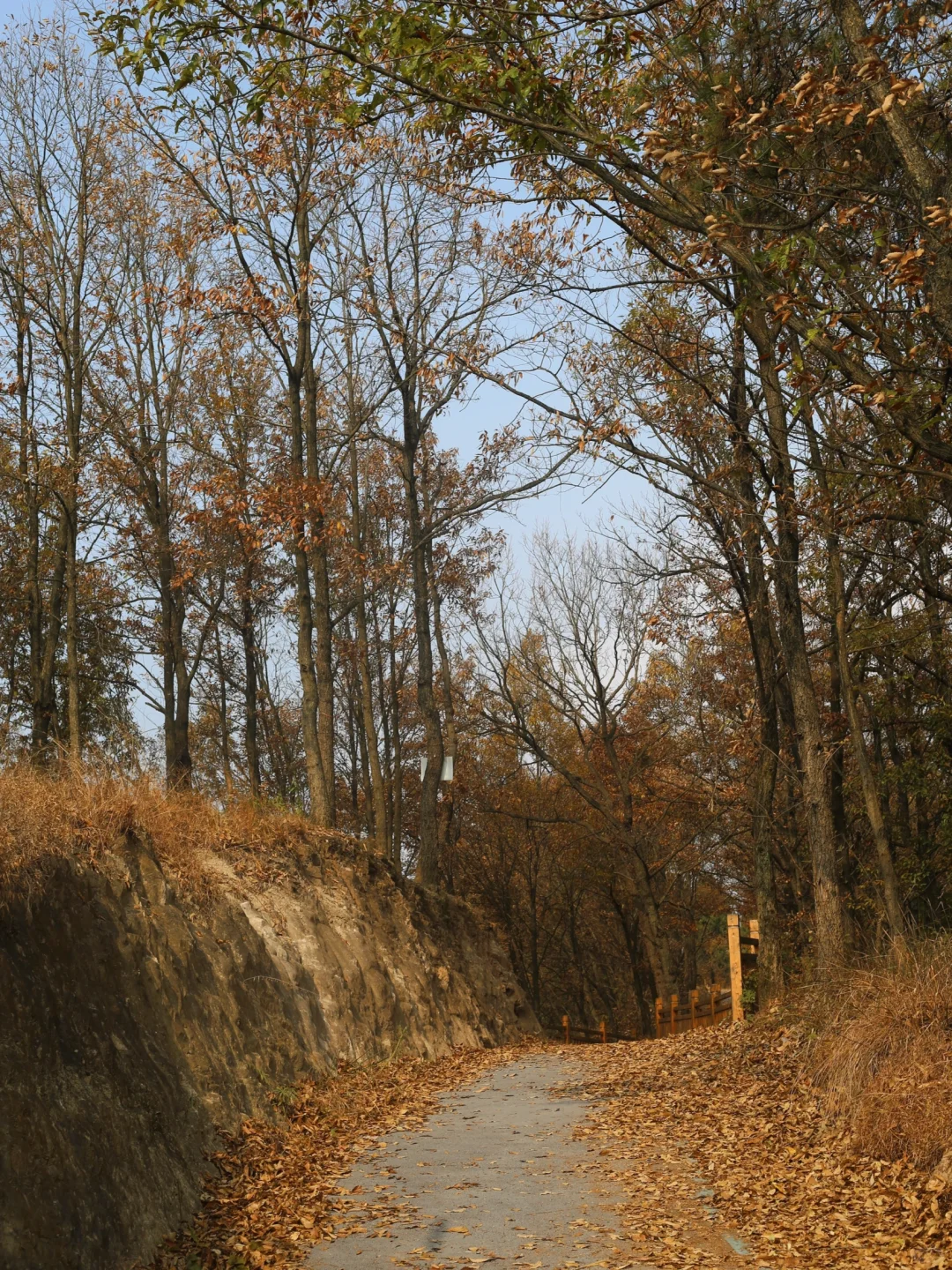 后悔才发现！成都不费腿的山找到了