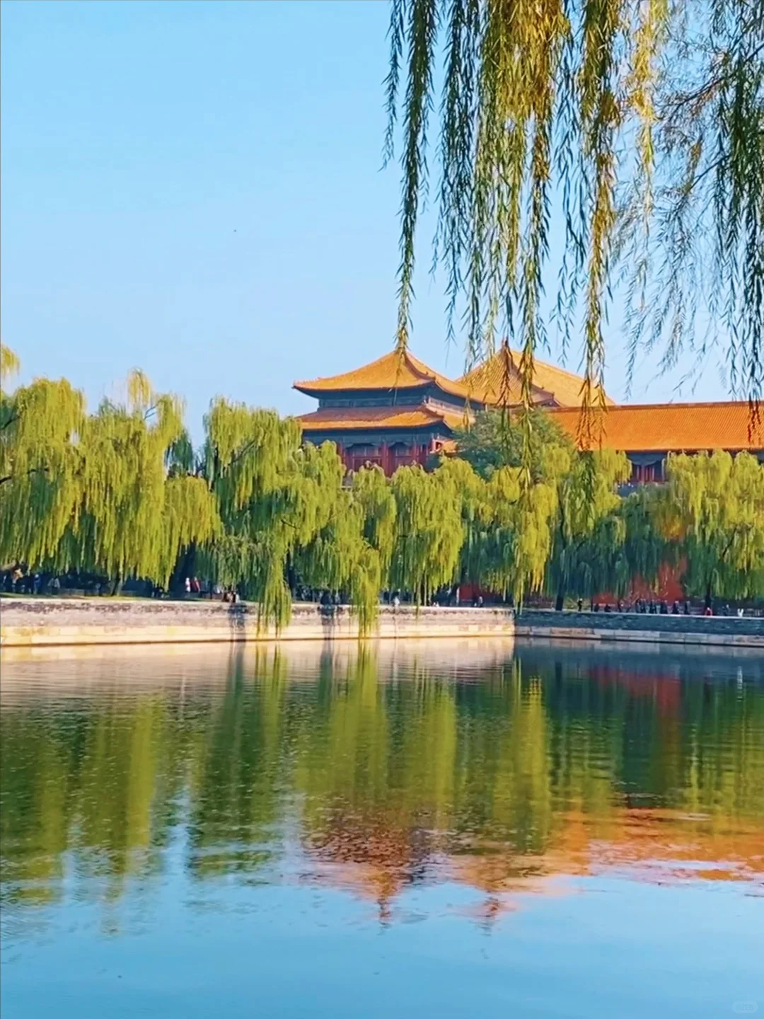 11.14实况🍂中山公园银杏红杉美疯了！附路线