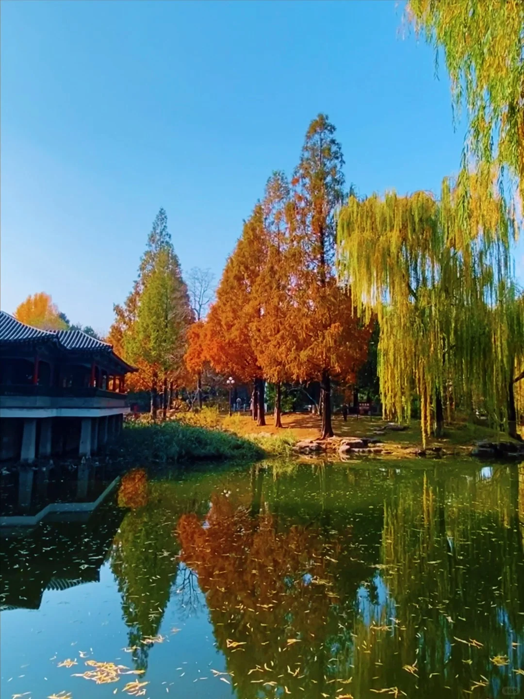 11.14实况🍂中山公园银杏红杉美疯了！附路线