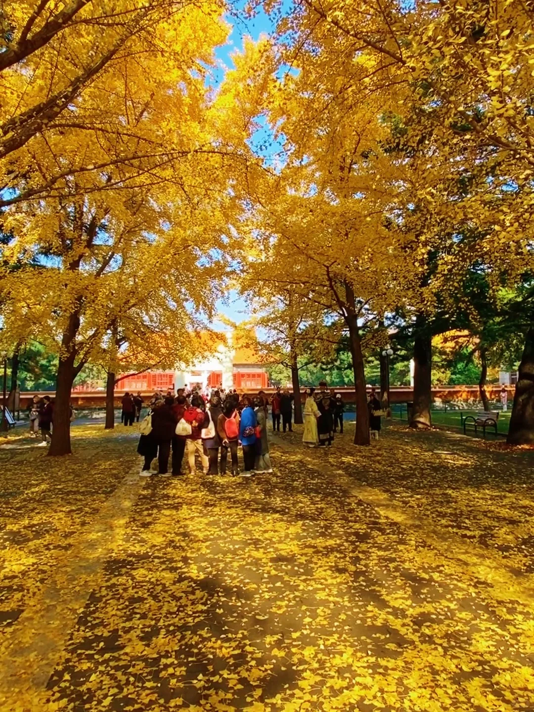 11.14实况🍂中山公园银杏红杉美疯了！附路线