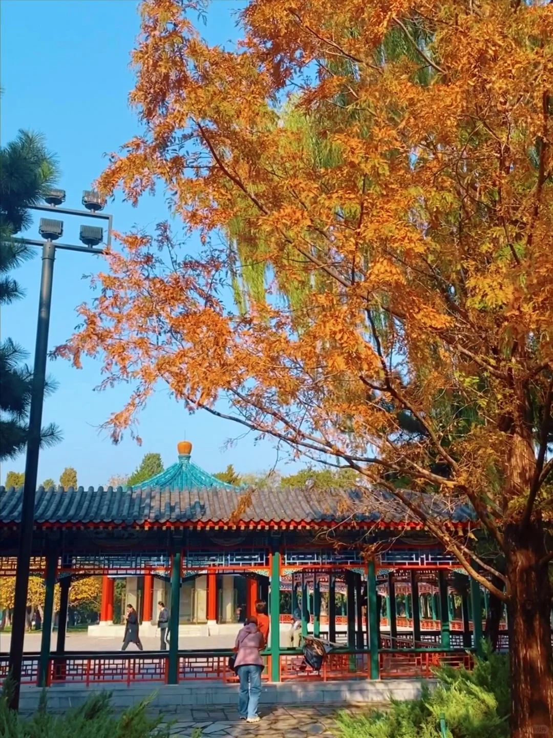 11.14实况🍂中山公园银杏红杉美疯了！附路线