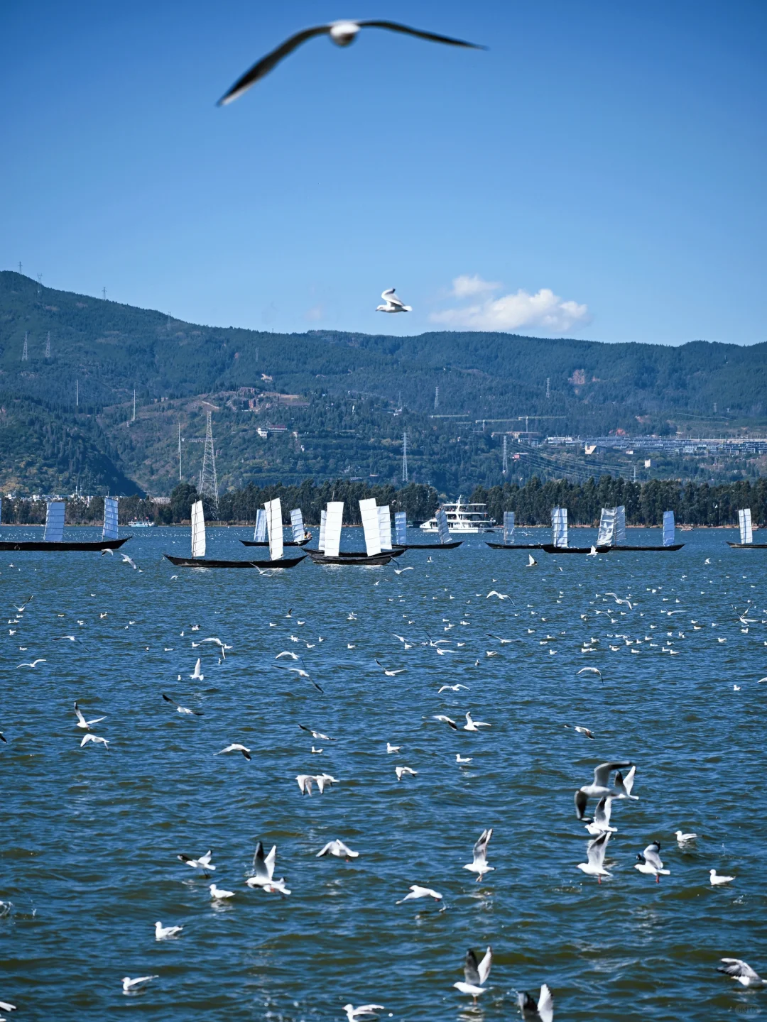 昆明去了，海鸥喂了，2天citywalk路线很满意