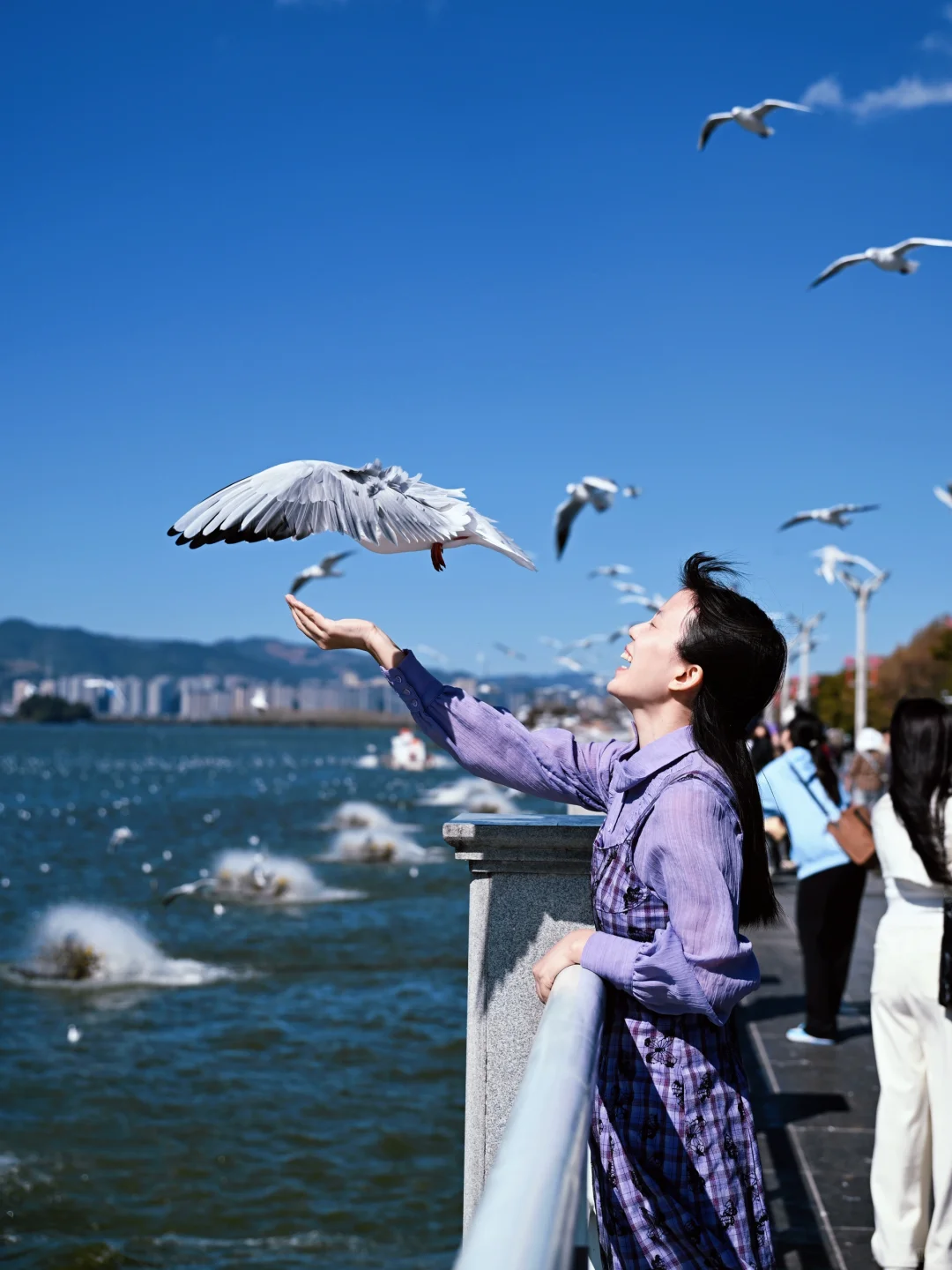 昆明去了，海鸥喂了，2天citywalk路线很满意