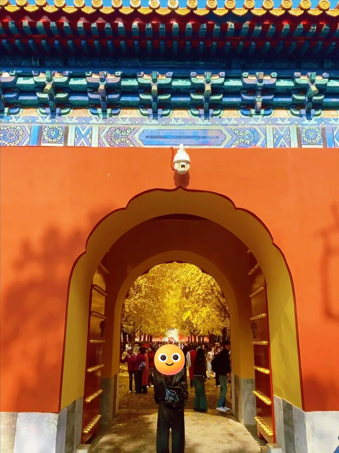 11.14实况🍂中山公园银杏红杉美疯了！附路线