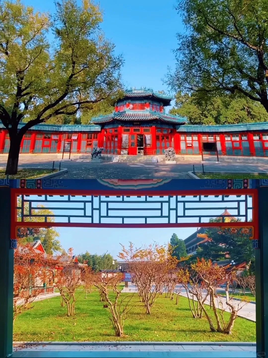 11.14实况🍂中山公园银杏红杉美疯了！附路线