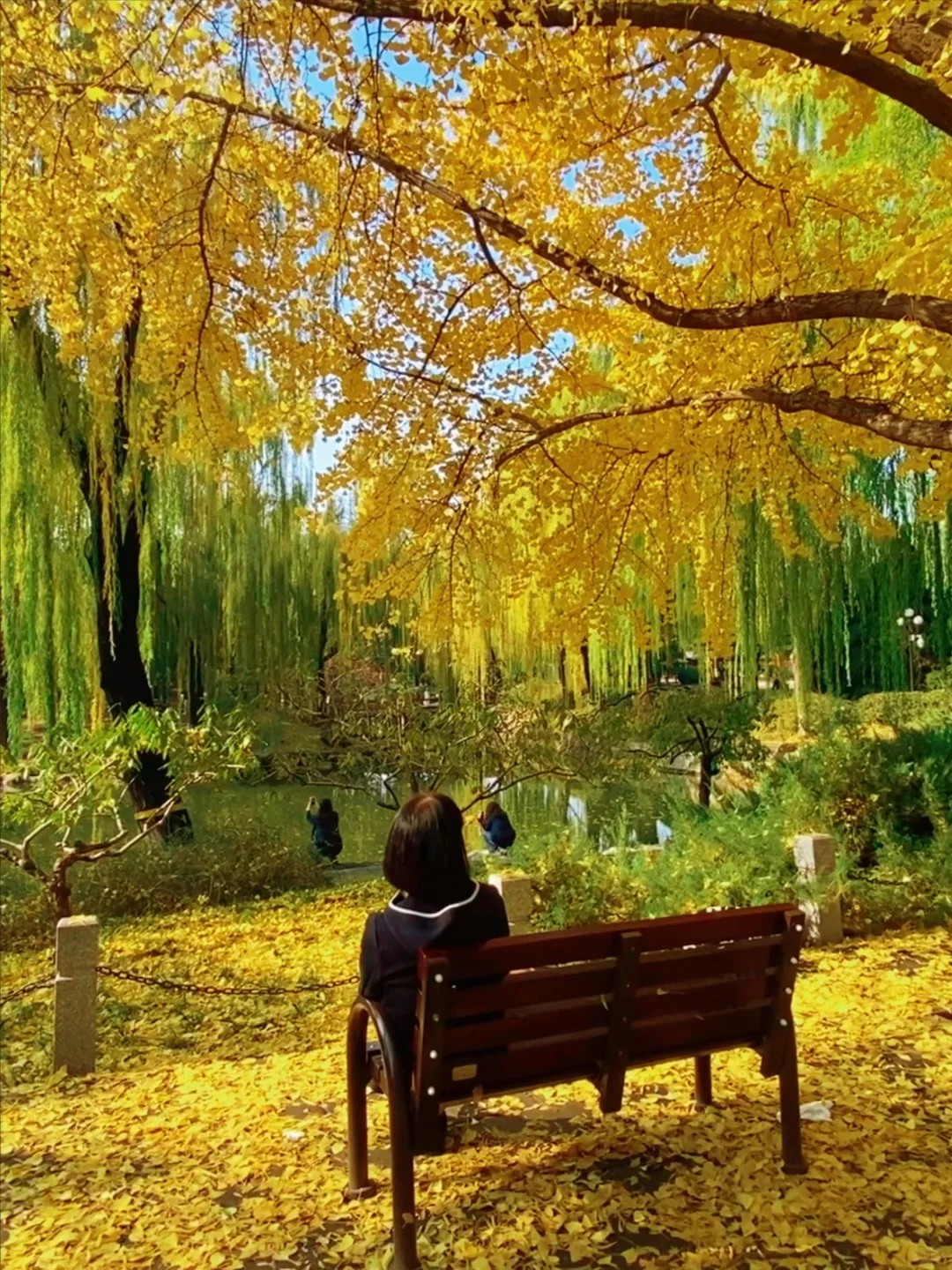 11.14实况🍂中山公园银杏红杉美疯了！附路线