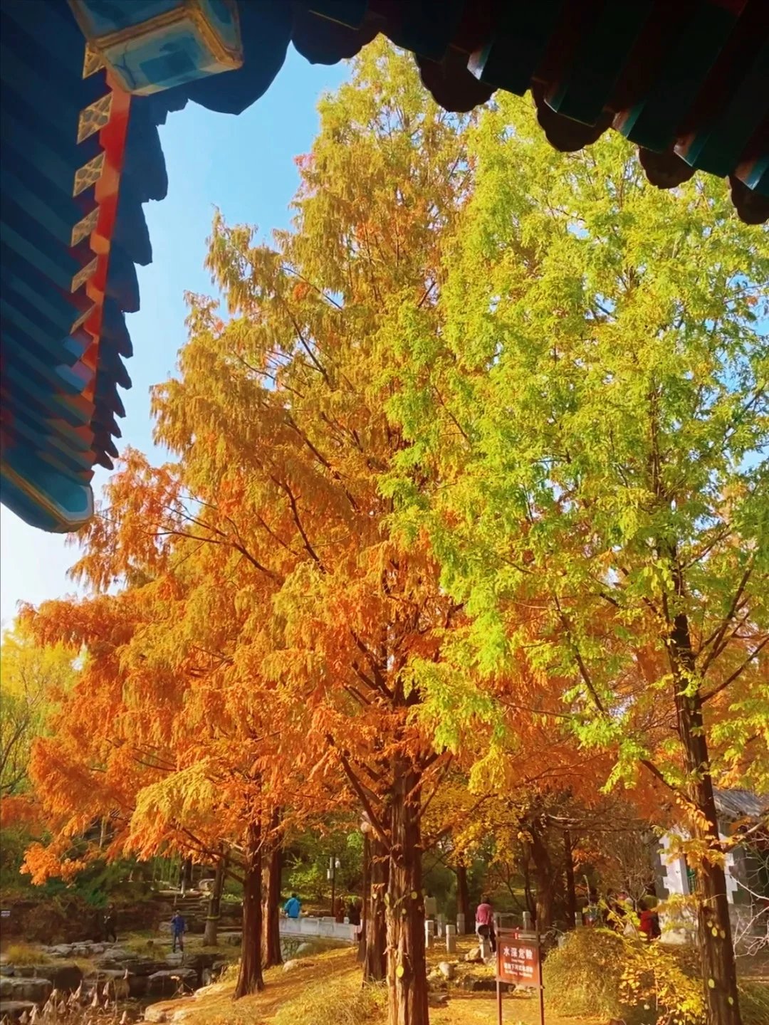 11.14实况🍂中山公园银杏红杉美疯了！附路线