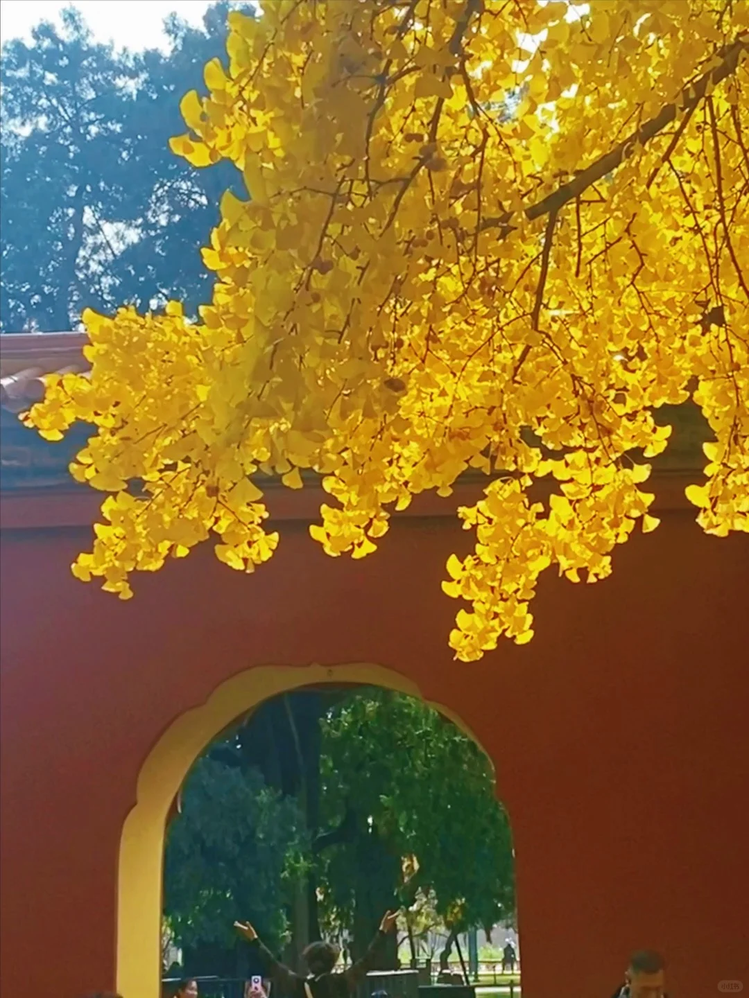 11.14实况🍂中山公园银杏红杉美疯了！附路线