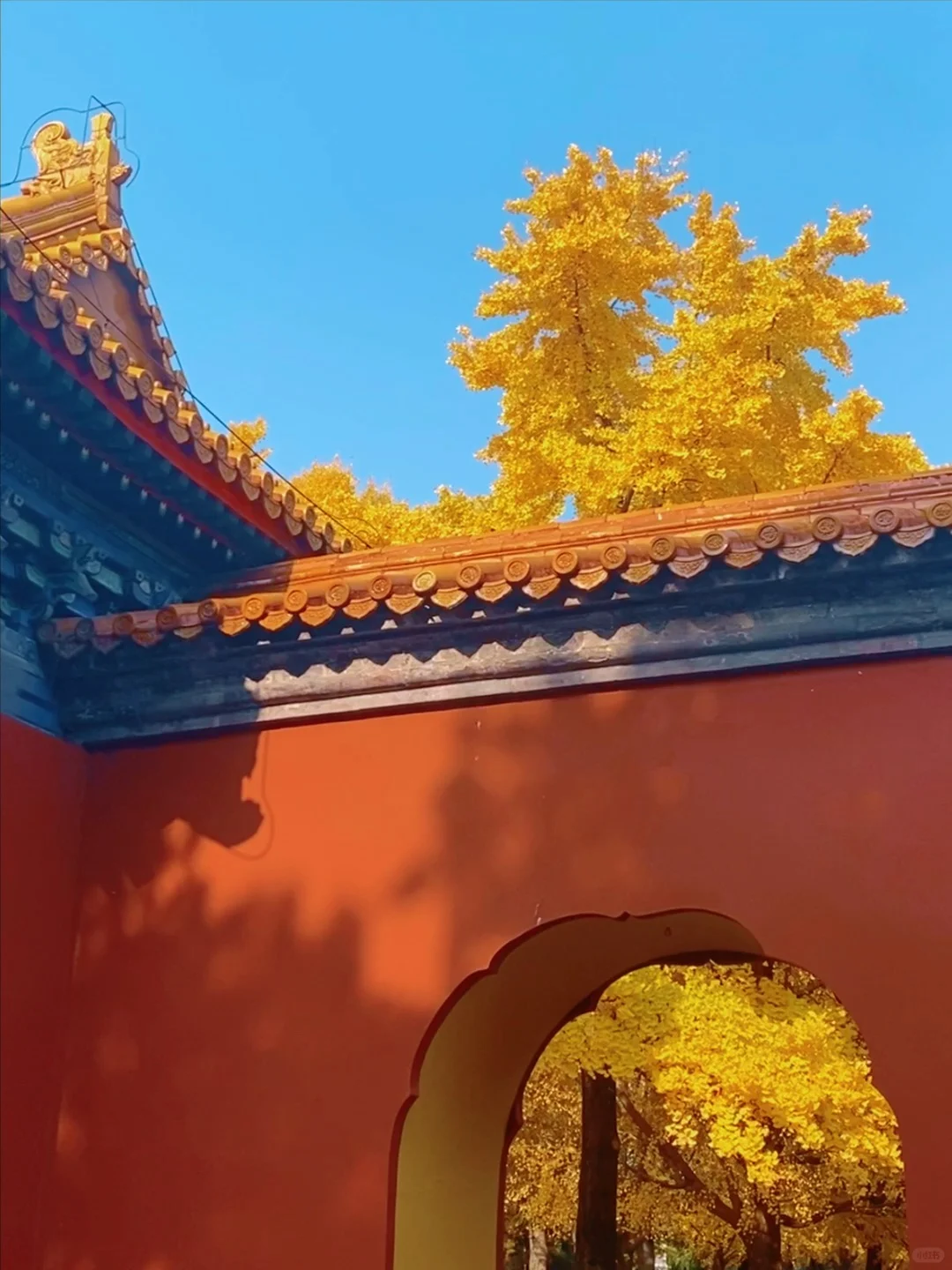 11.14实况🍂中山公园银杏红杉美疯了！附路线