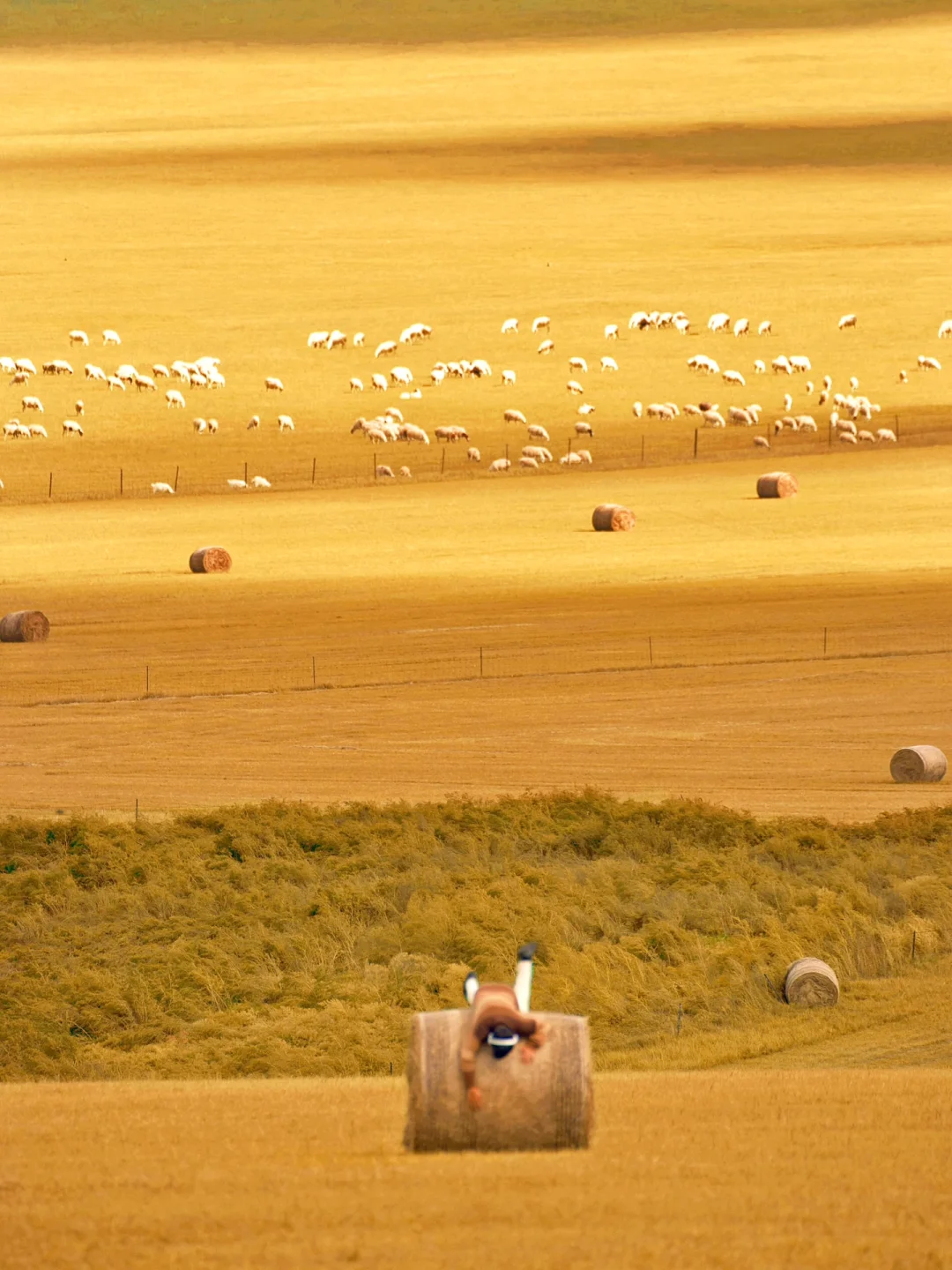 呼伦贝尔第一天🍂闯进油画里走不出来了