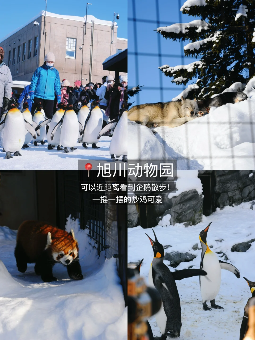 北海道6天5夜🇯🇵J人保姆级旅行攻略‼️收藏