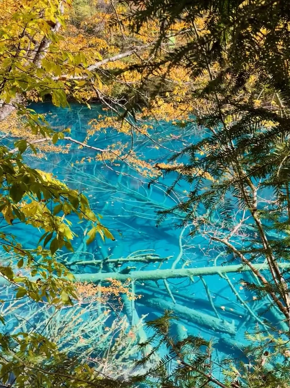 11.13📍九寨沟现状,拜托要去的姐妹听劝!