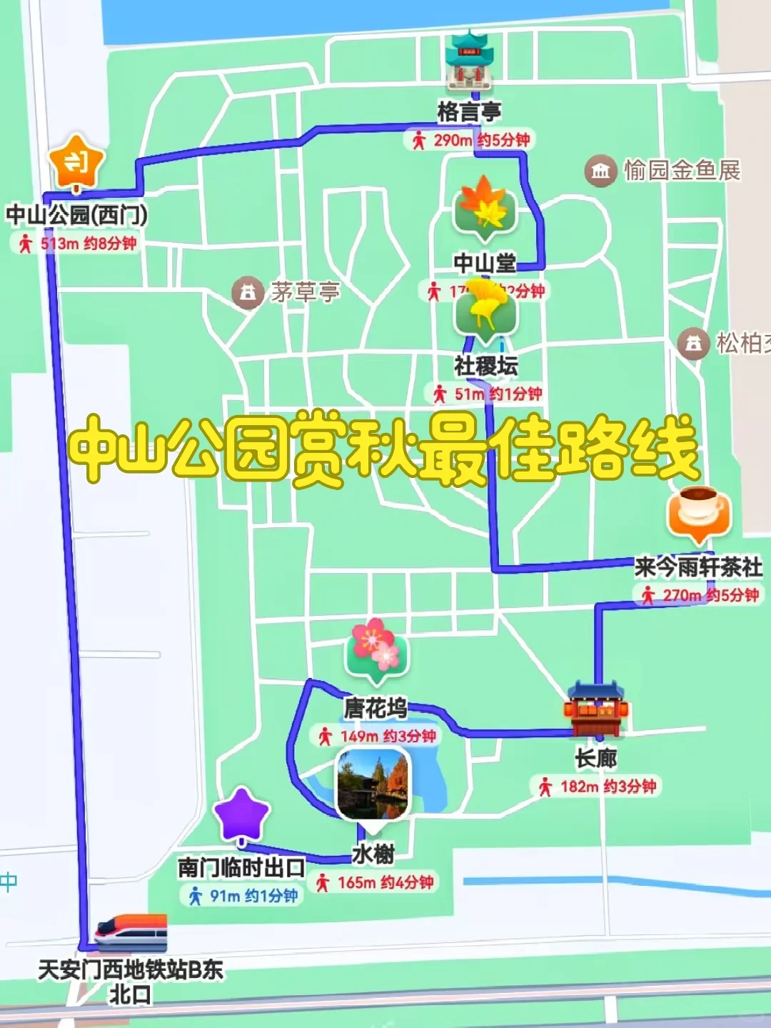 11.14实况🍂中山公园银杏红杉美疯了！附路线