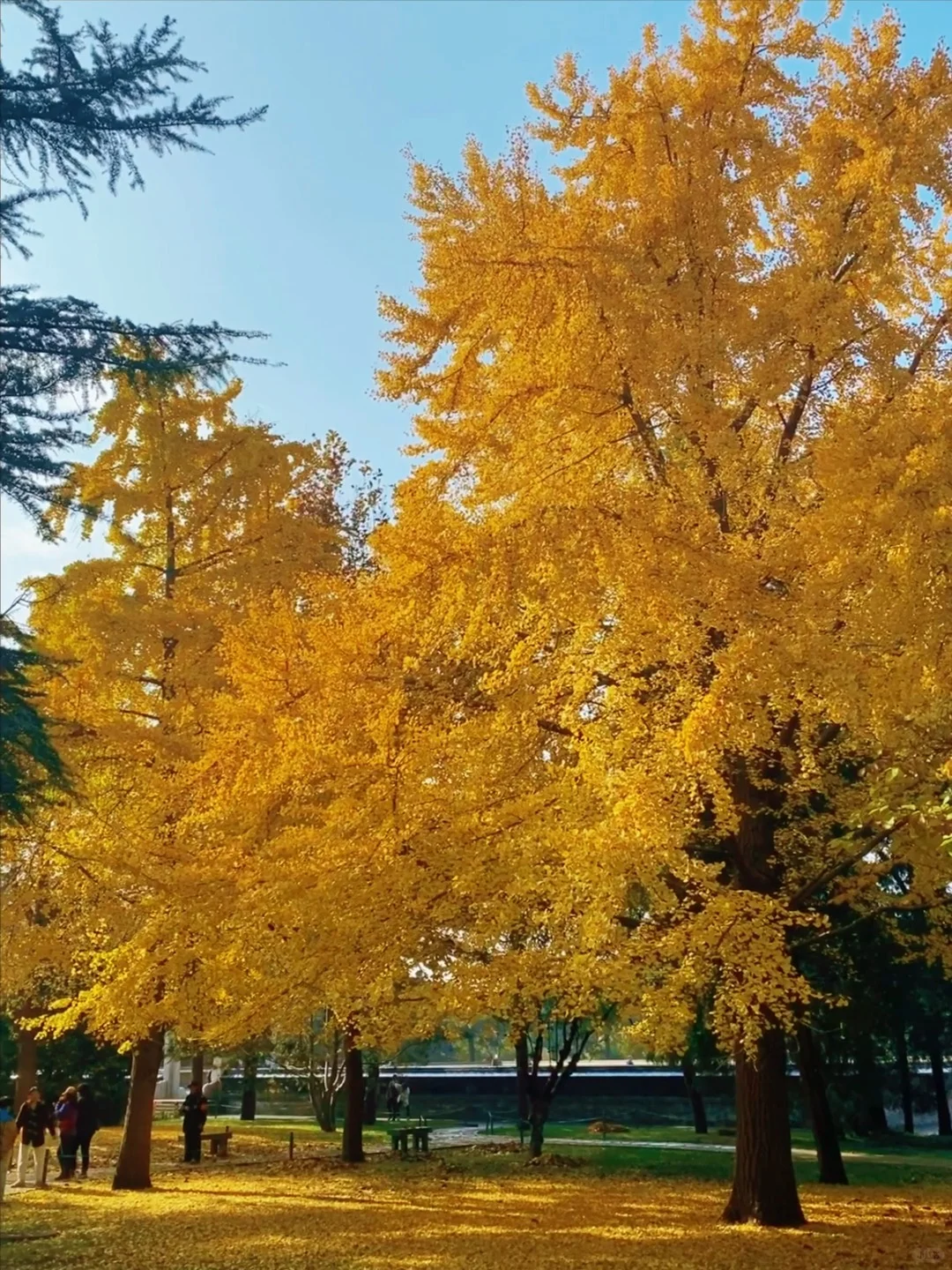 11.14实况🍂中山公园银杏红杉美疯了！附路线