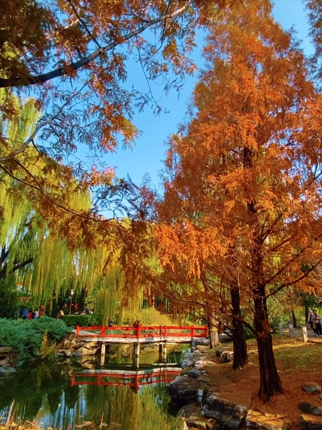 11.14实况🍂中山公园银杏红杉美疯了！附路线