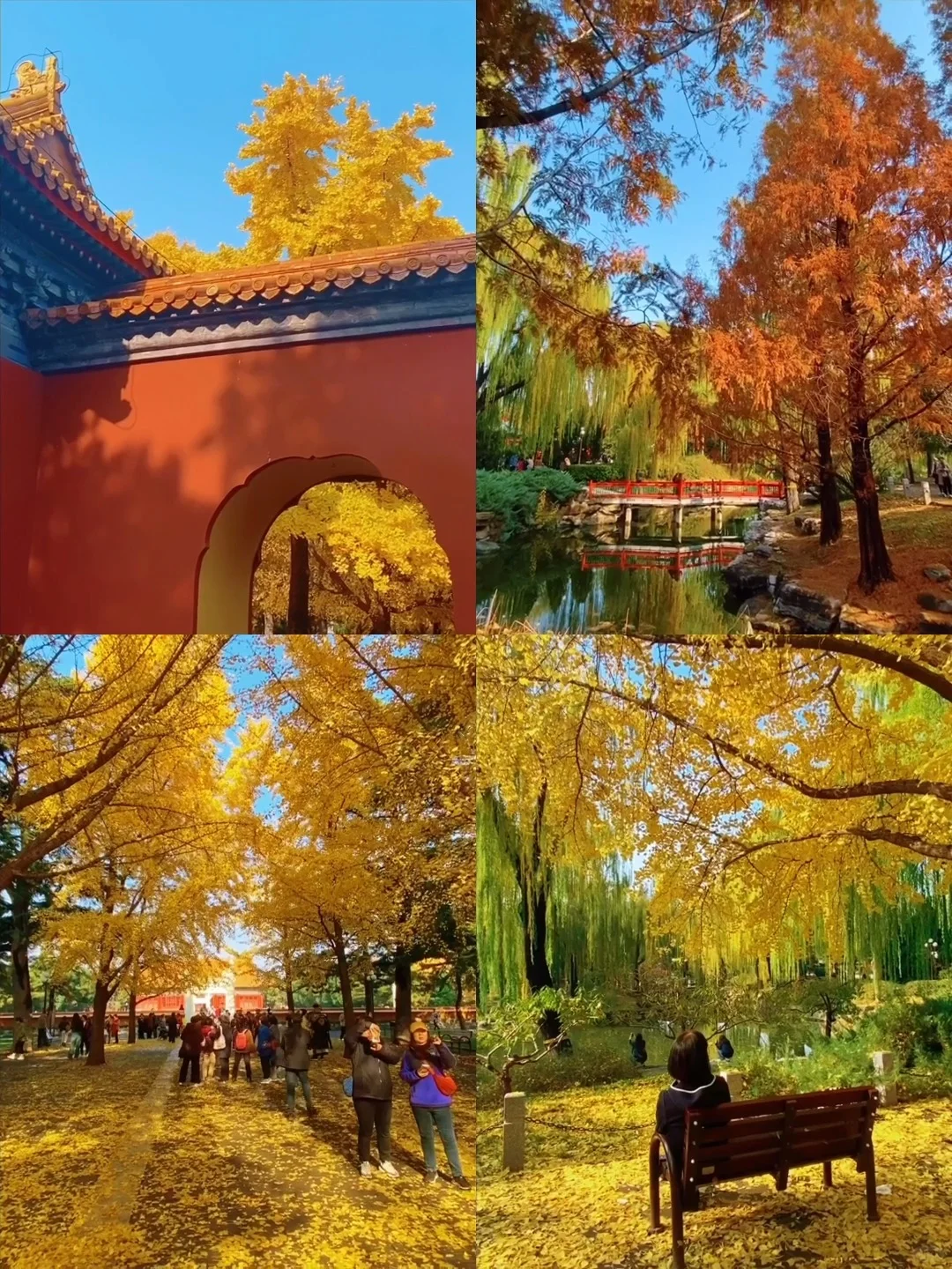 11.14实况🍂中山公园银杏红杉美疯了！附路线