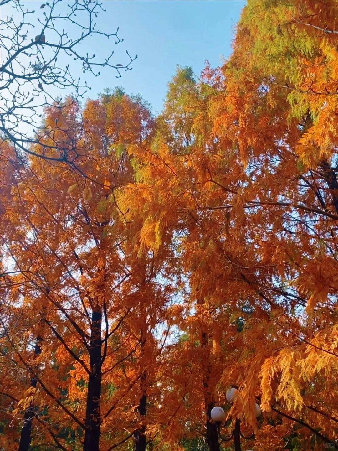 11.14实况🍂中山公园银杏红杉美疯了！附路线