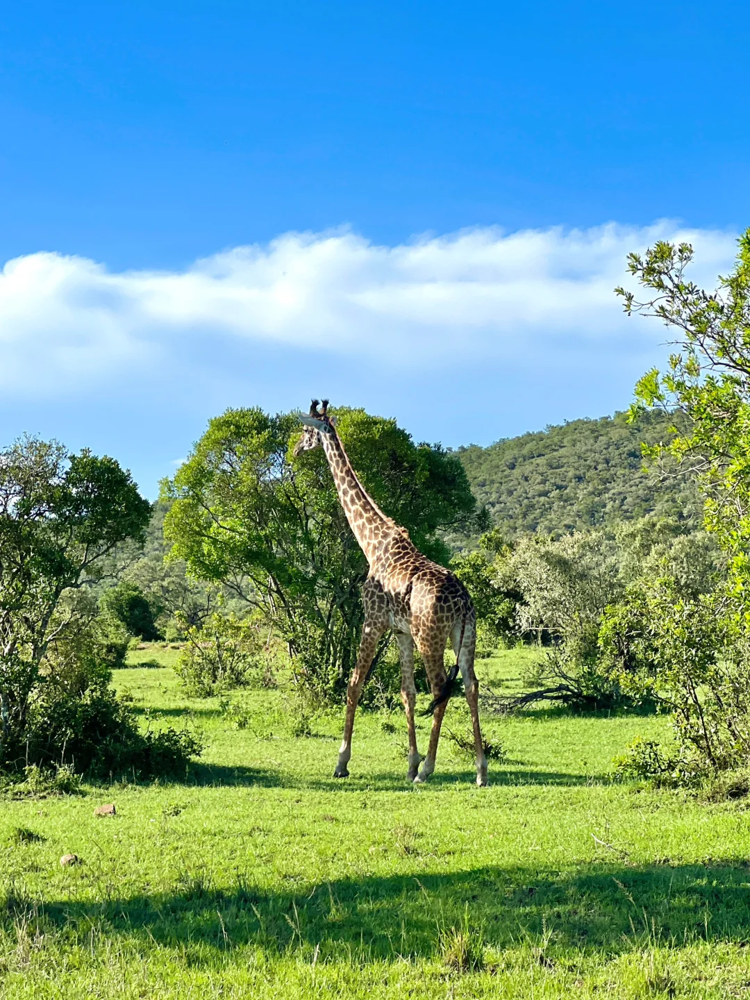 这才是Live图的意义看看非洲草原的猛兽🦁们