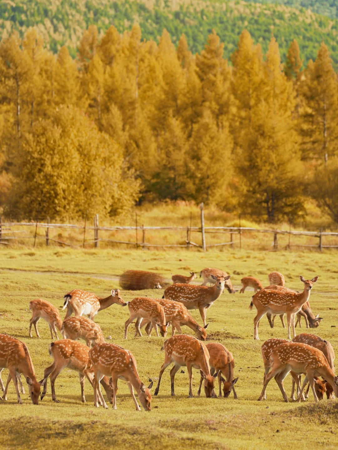 呼伦贝尔第一天🍂闯进油画里走不出来了