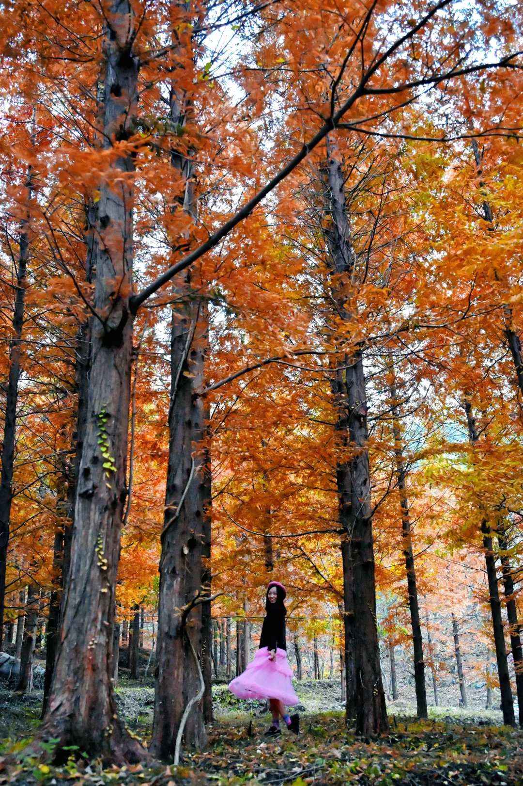 99%青岛人都不知道的水杉秘境!独享童话森林