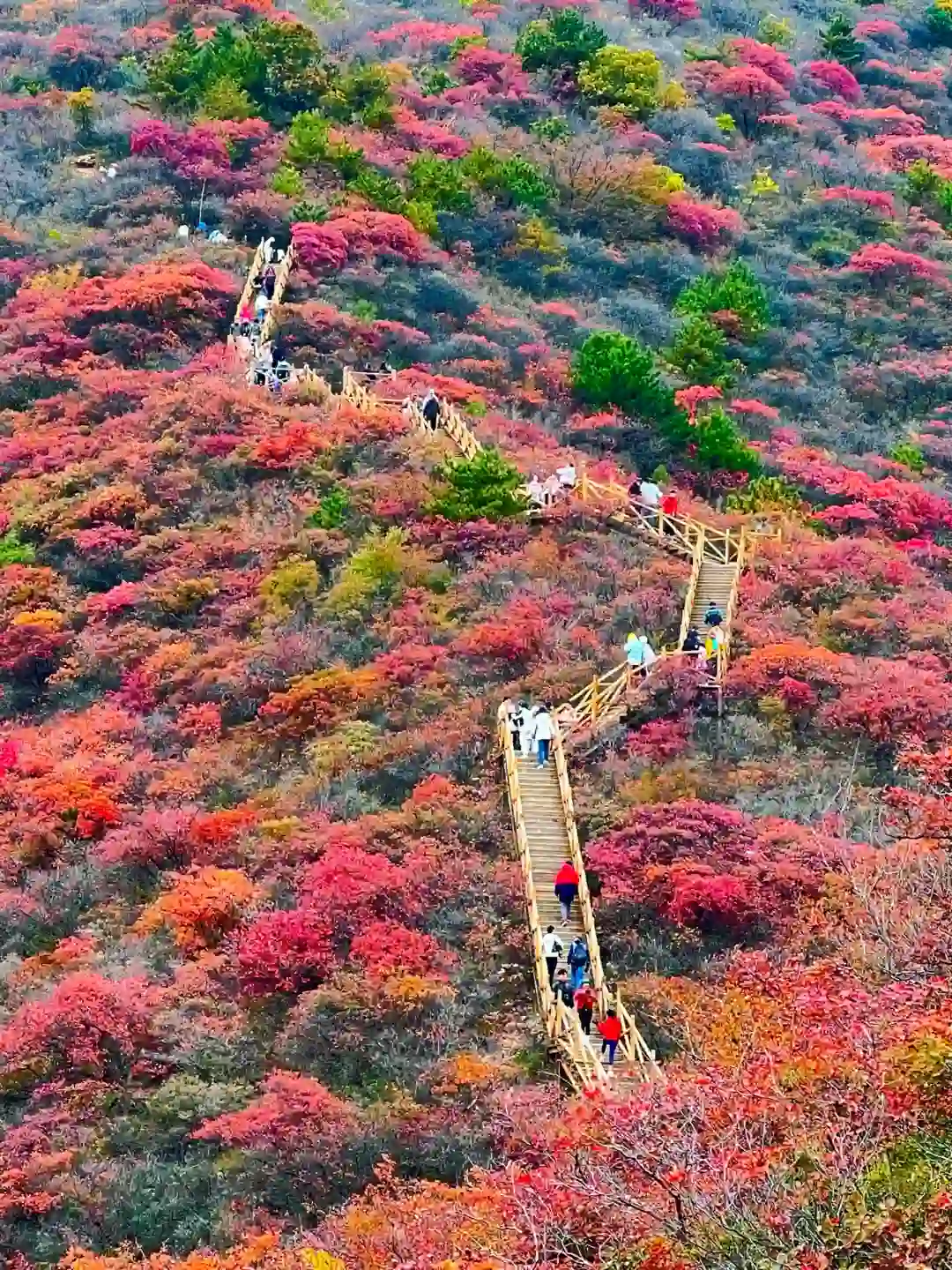【水峪村】免费红叶🍁