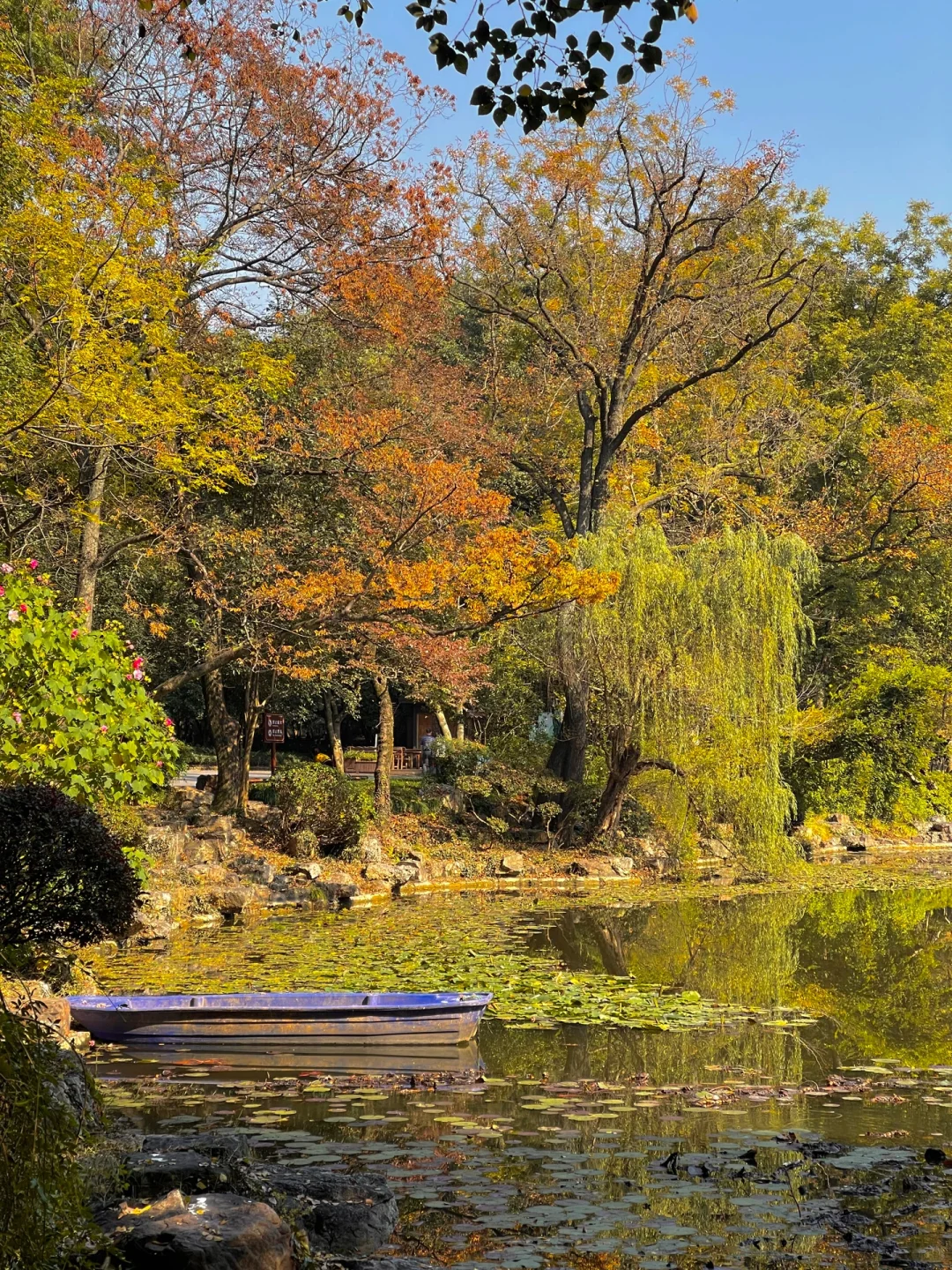 等了一年,就为了11月的南京!!🍁