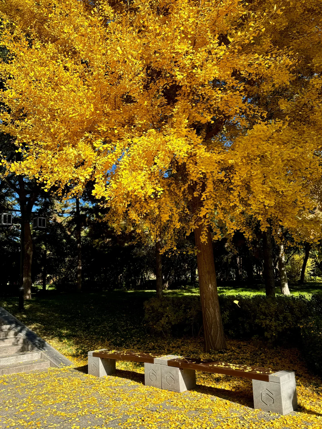 11.4的晋祠银杏大道live实拍🍂