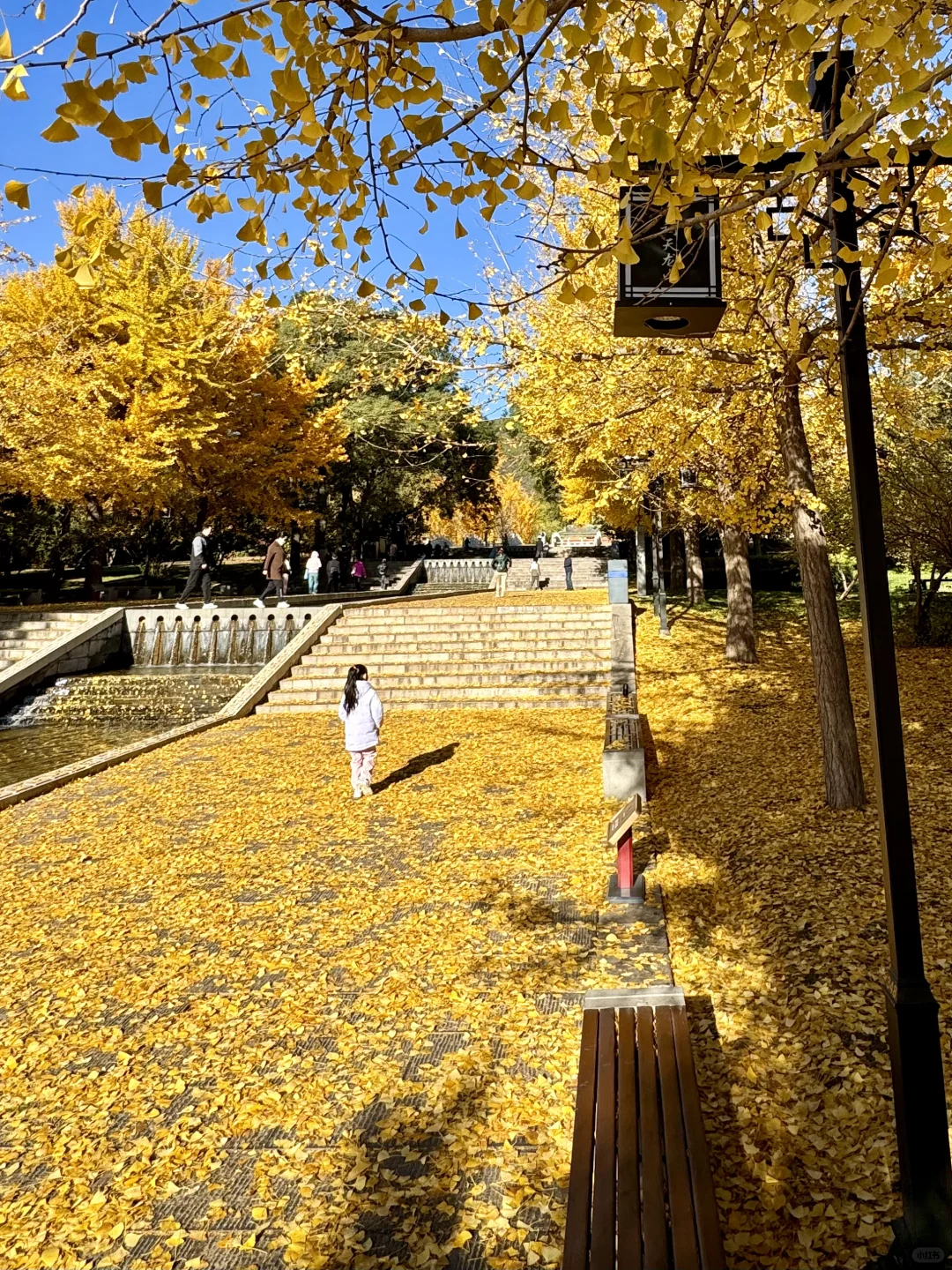 11.4的晋祠银杏大道live实拍🍂