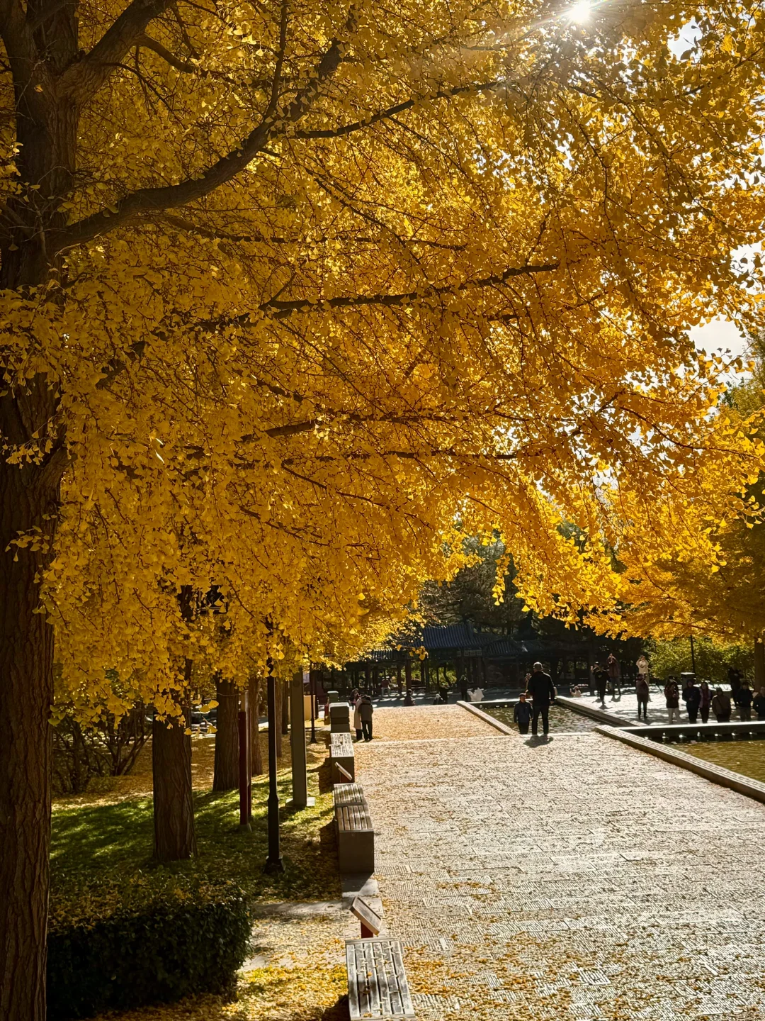 11.4的晋祠银杏大道live实拍🍂