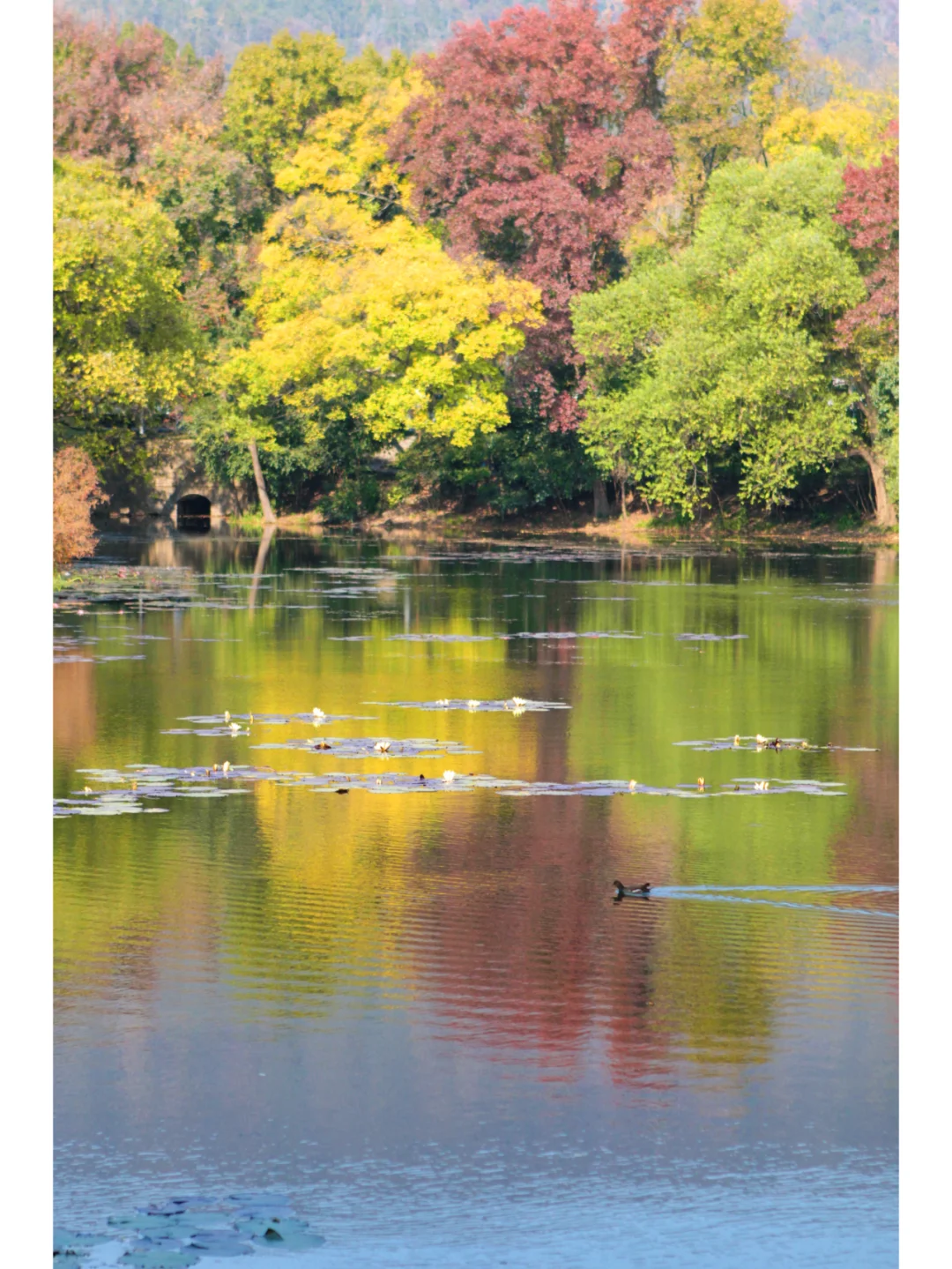 南京流徽榭|藏在钟山景区的秋色秘境🍂