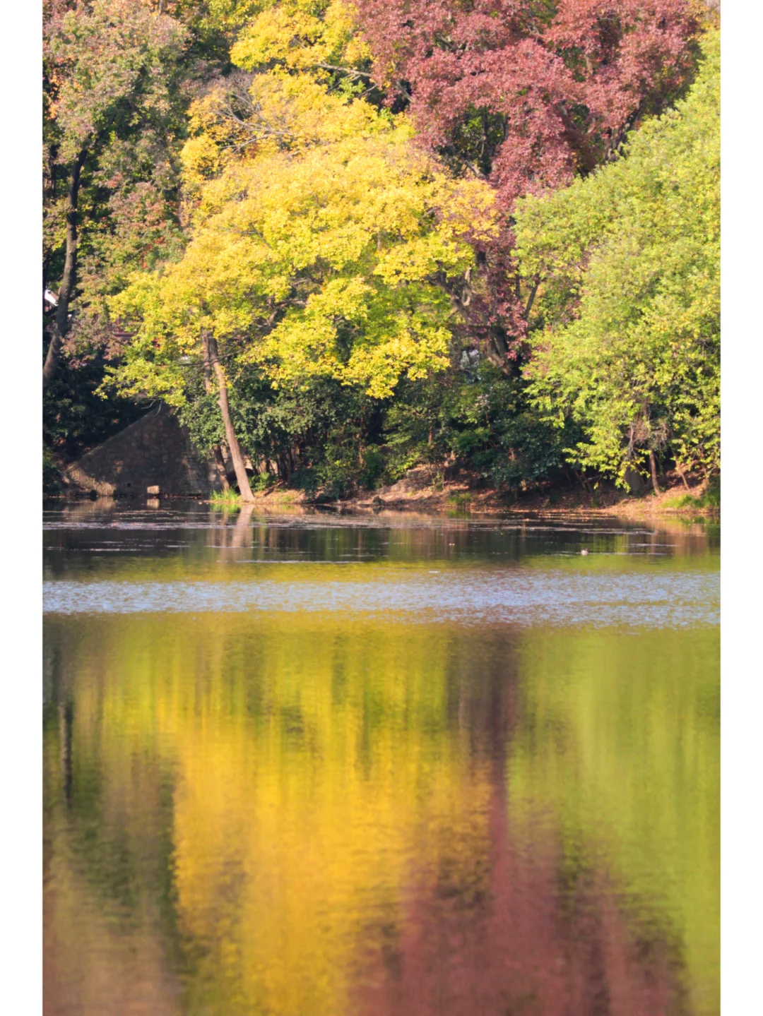 南京流徽榭|藏在钟山景区的秋色秘境🍂