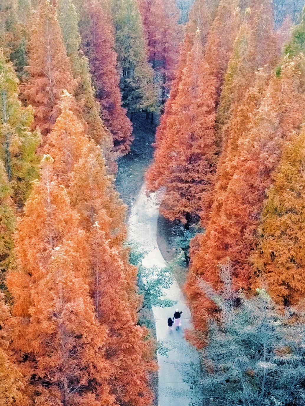 99%青岛人都不知道的水杉秘境!独享童话森林