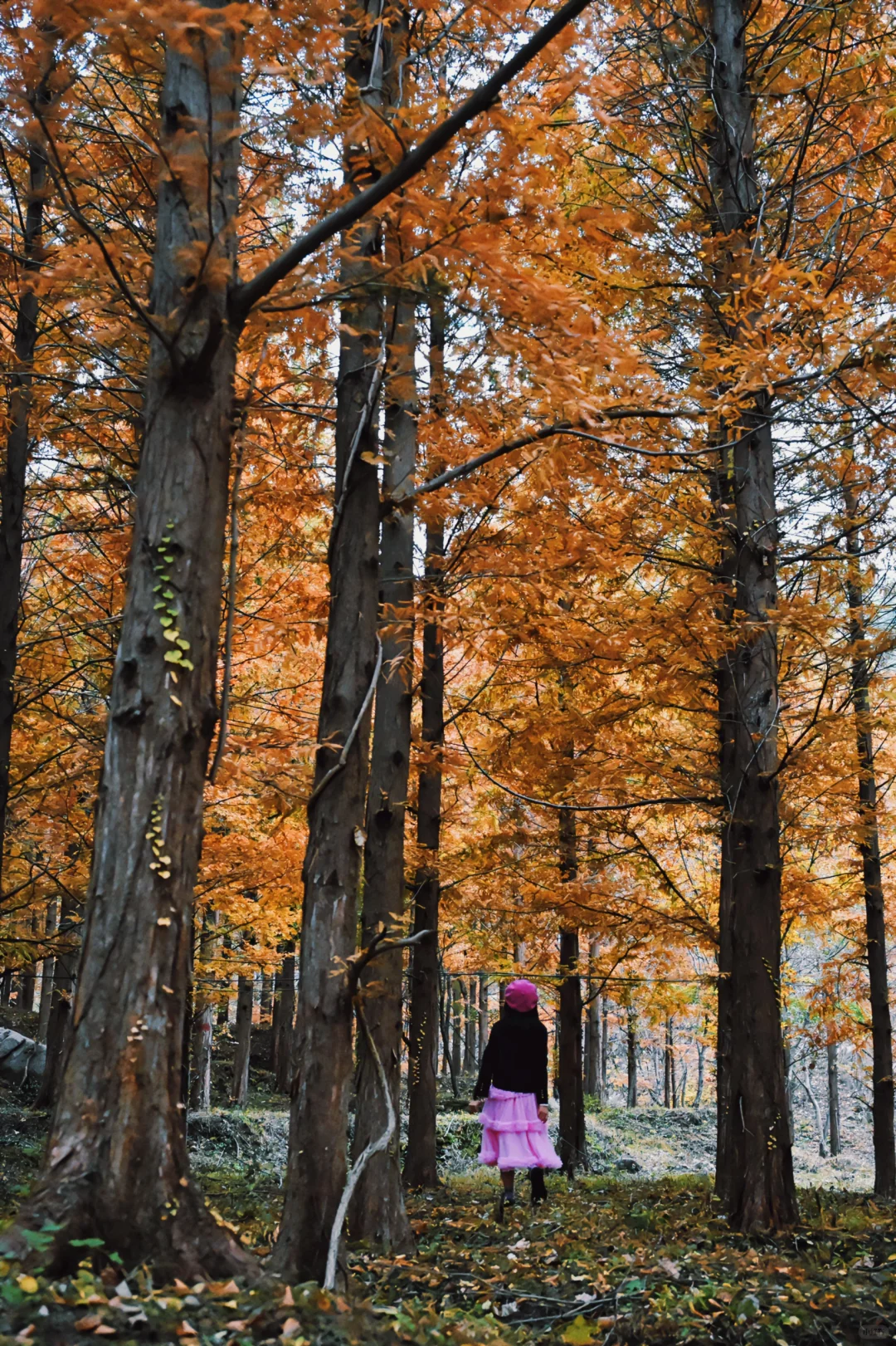 99%青岛人都不知道的水杉秘境!独享童话森林